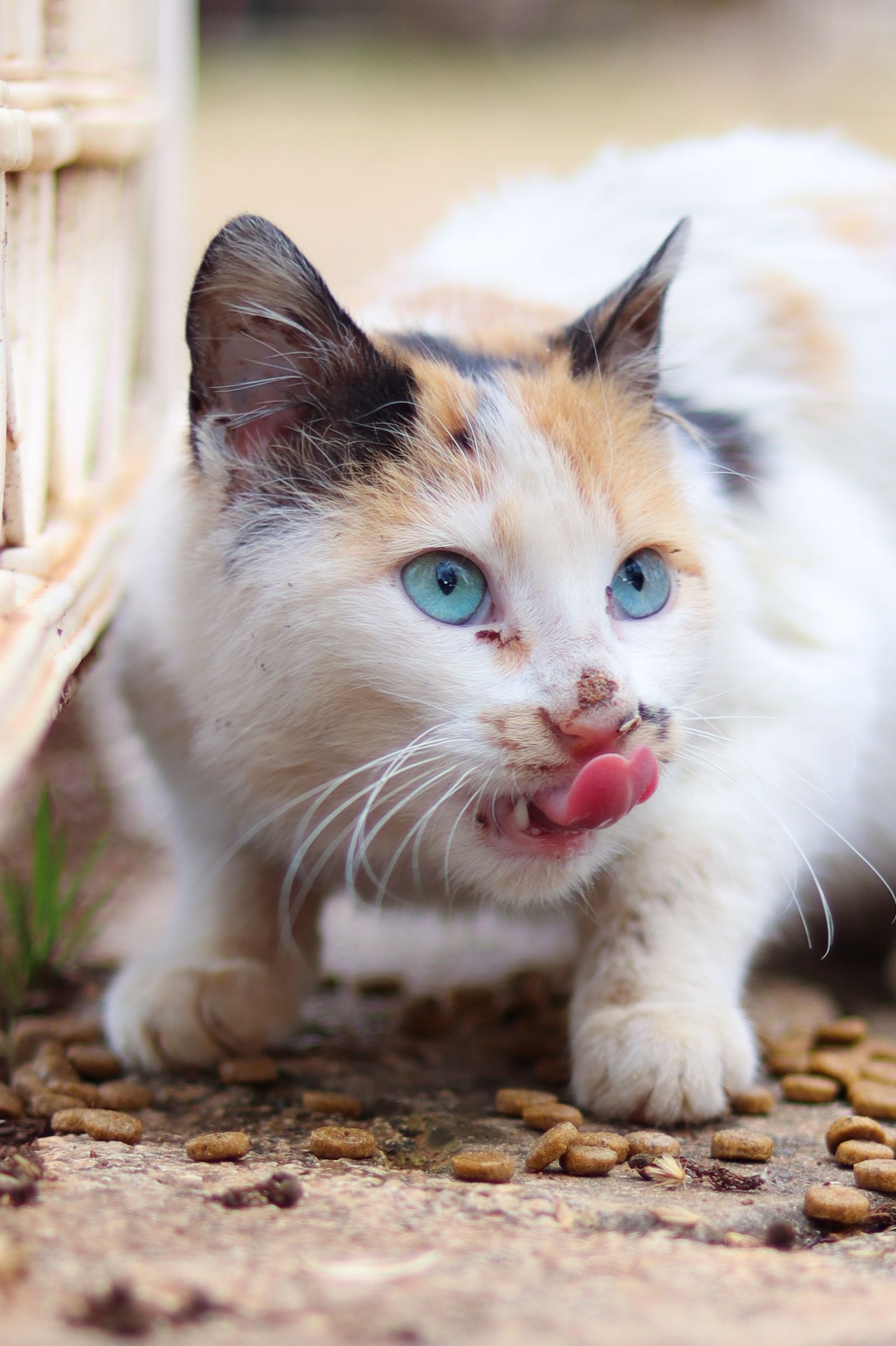Cat eating food from a bowl for a pet food life-stage guide
