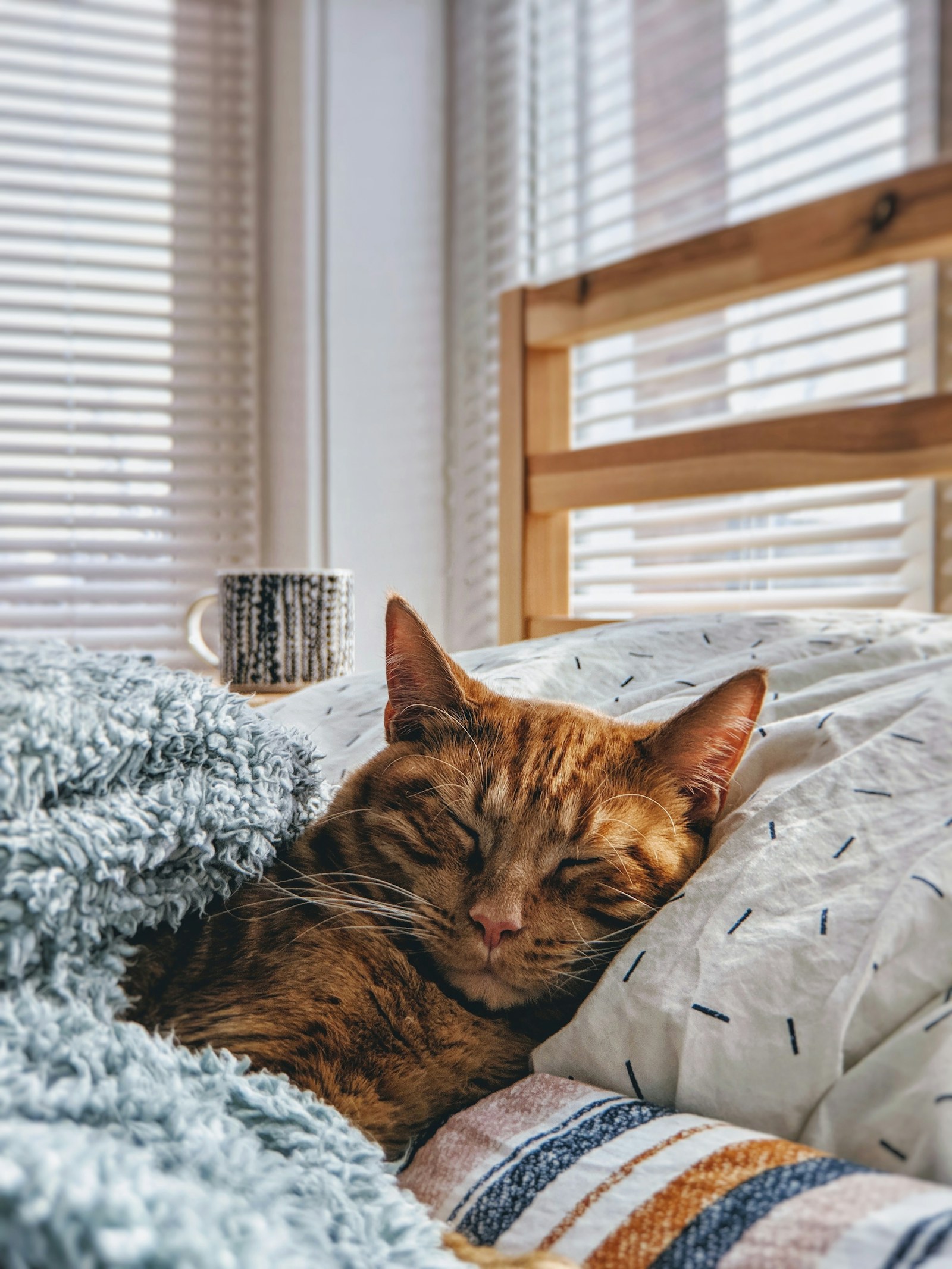 Orange cat sleeping on a bed for a cat sleep and life-stage guide