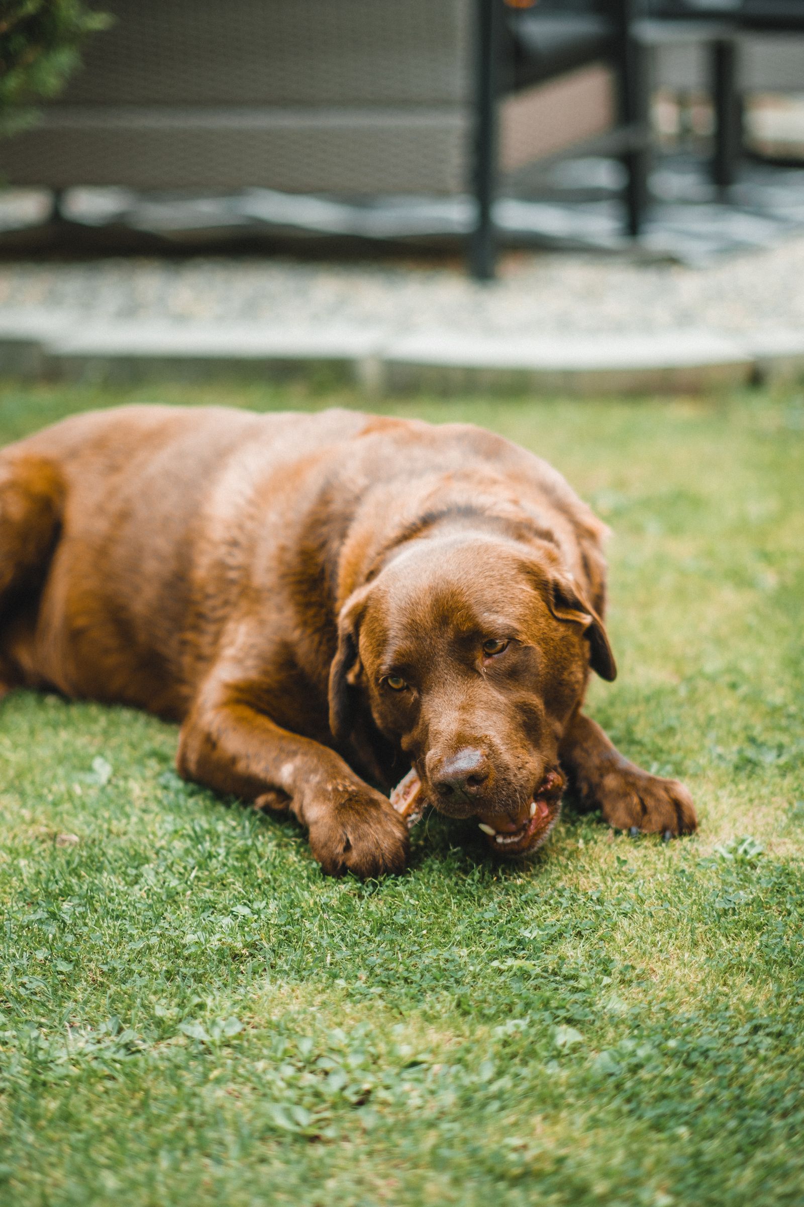 Dog chewing a bone for a dog bone safety guide