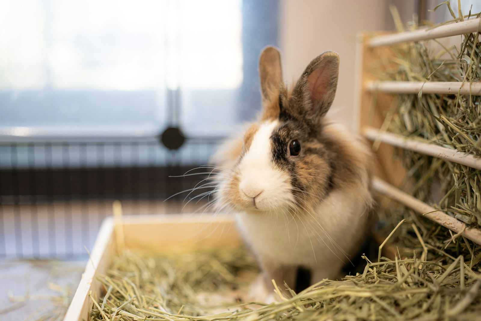 Rabbit sitting near hay and natural bedding for a rabbit enrichment guide