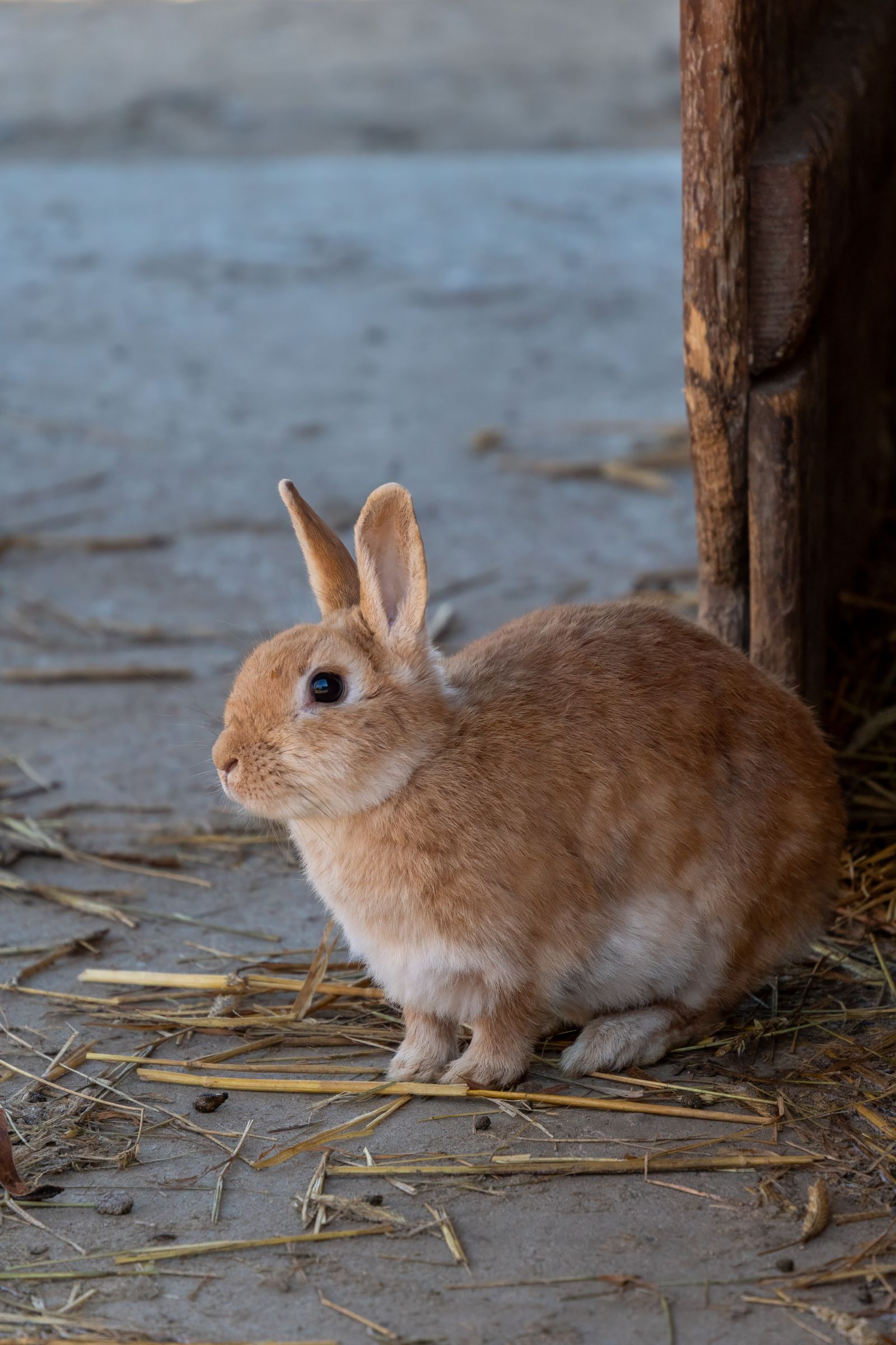 Brown rabbit near hay for a rabbit care guide