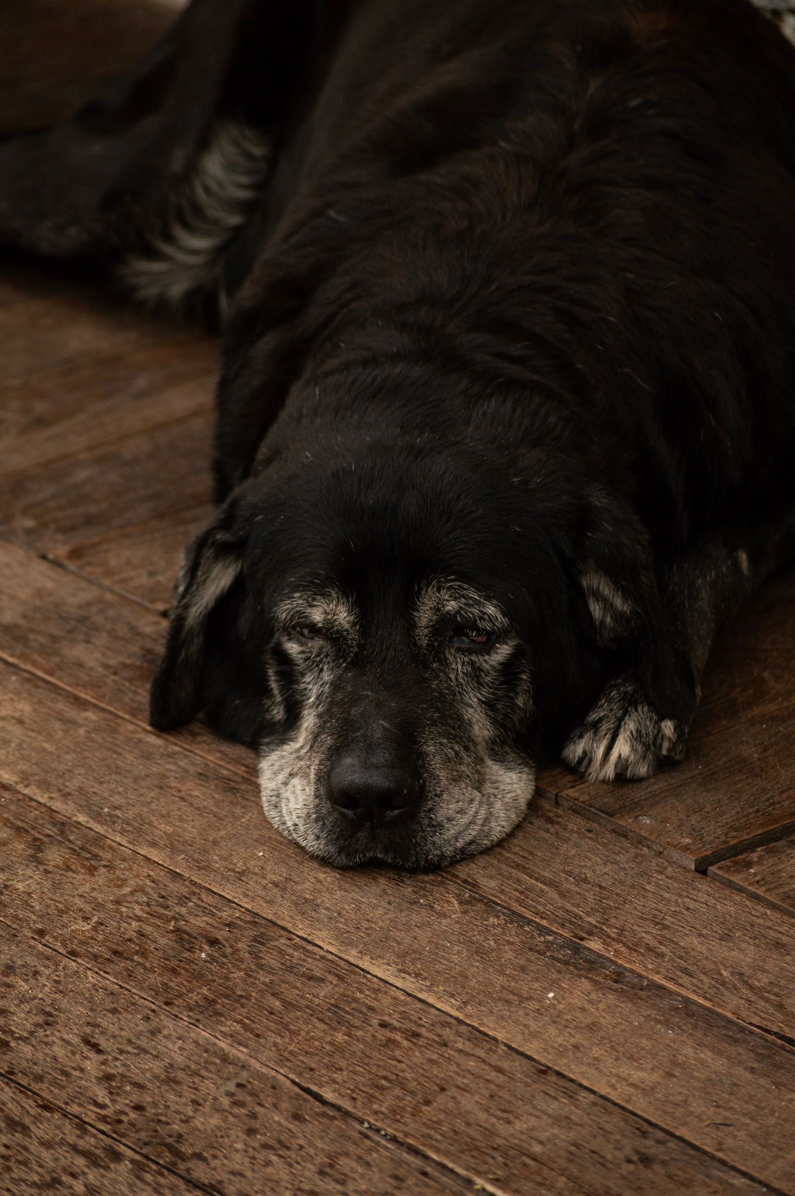 Senior dog resting at home for a senior pet nutrition guide