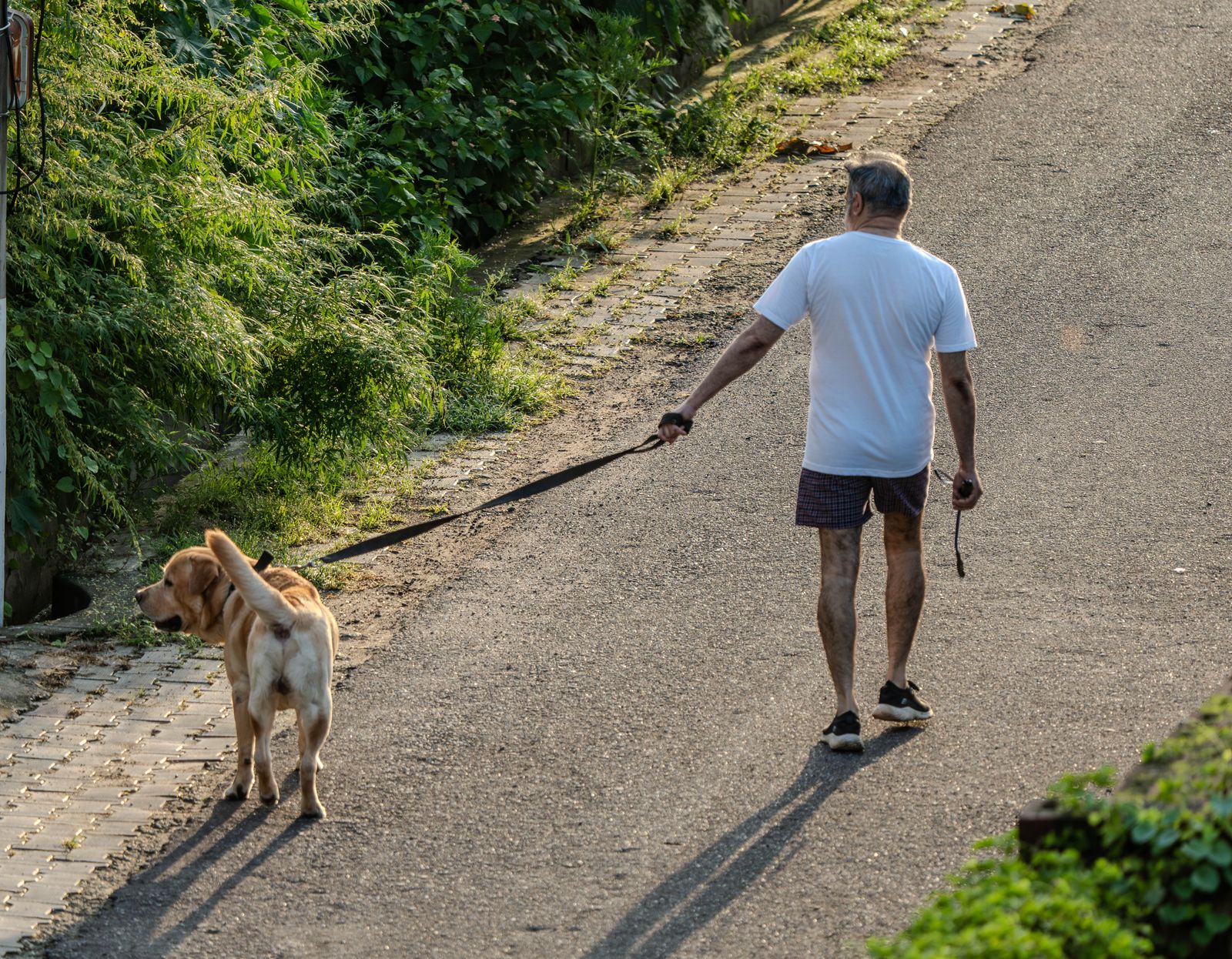 Senior mixed breed dog outdoors for a safe daily routine guide